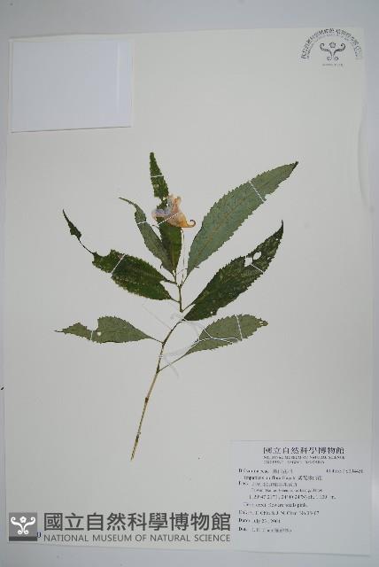 紫花鳳仙花藏品圖，第1張