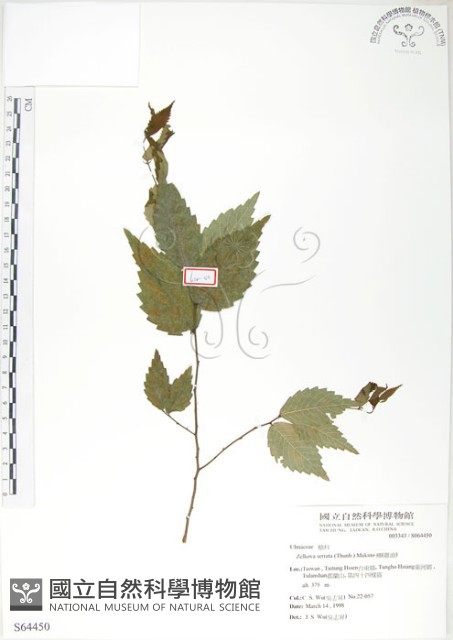 櫸、雞油藏品圖，第1張