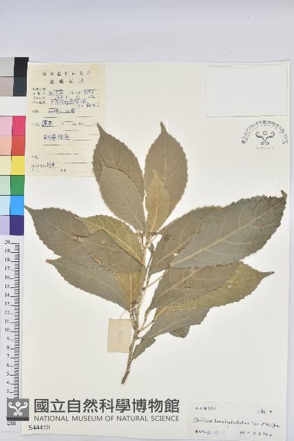 棒柄花藏品圖，第1張