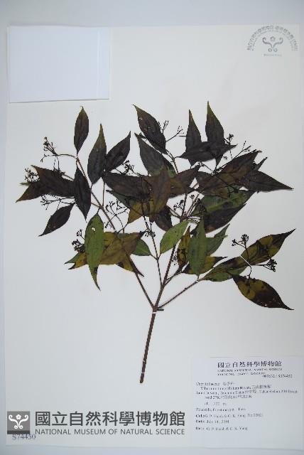 玉山糯米樹、狹葉糯米樹藏品圖，第1張