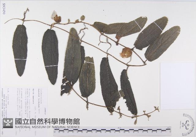登錄號:S093450藏品圖，第1張