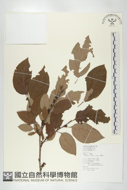 俄氏柿藏品圖，第1張