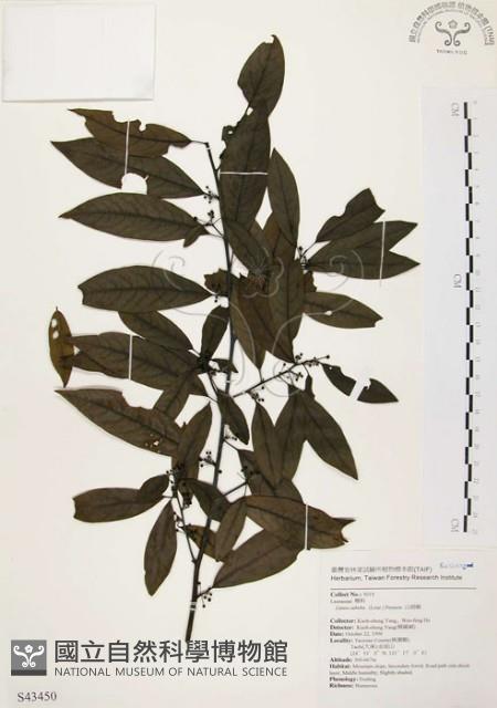 山胡椒藏品圖，第1張