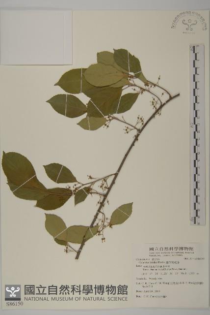 南華南蛇藤，青江藤藏品圖，第1張