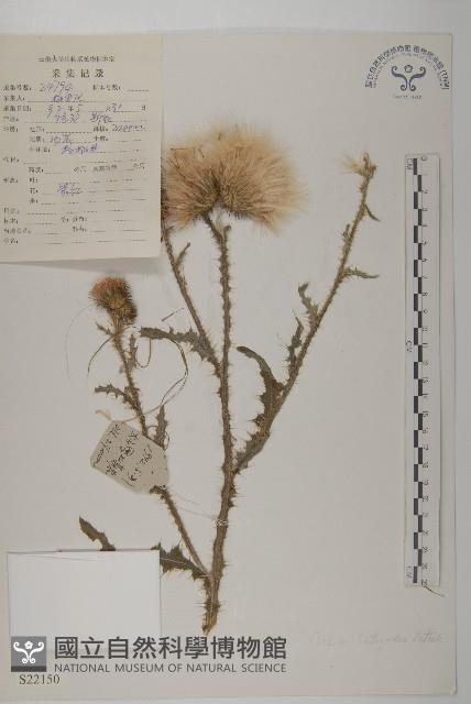 總狀薊藏品圖，第1張