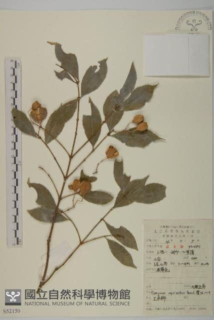 大果衛矛藏品圖，第1張