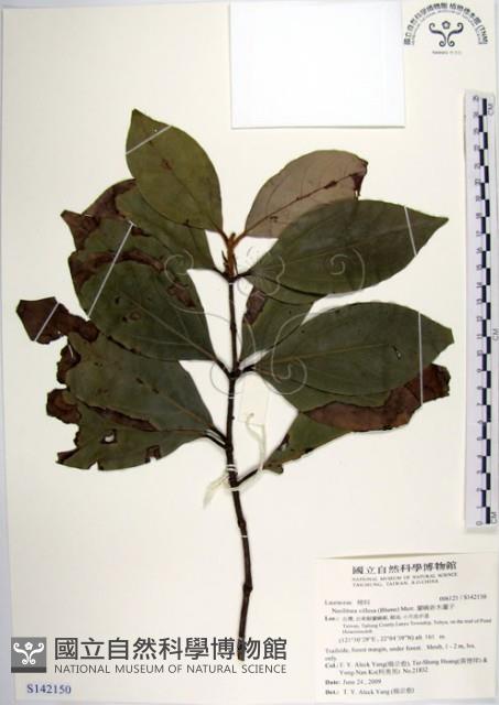 蘭嶼新木薑子藏品圖，第1張