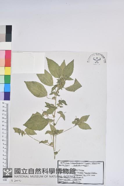 鐵莧菜藏品圖，第1張