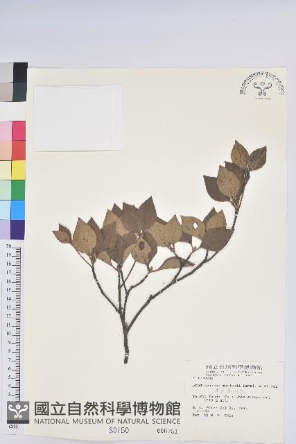 守城滿山紅、馬禮士杜鵑藏品圖，第1張