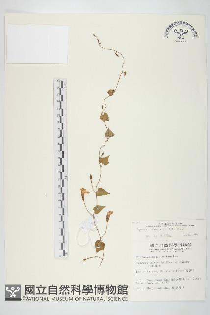 野牽牛藏品圖，第1張