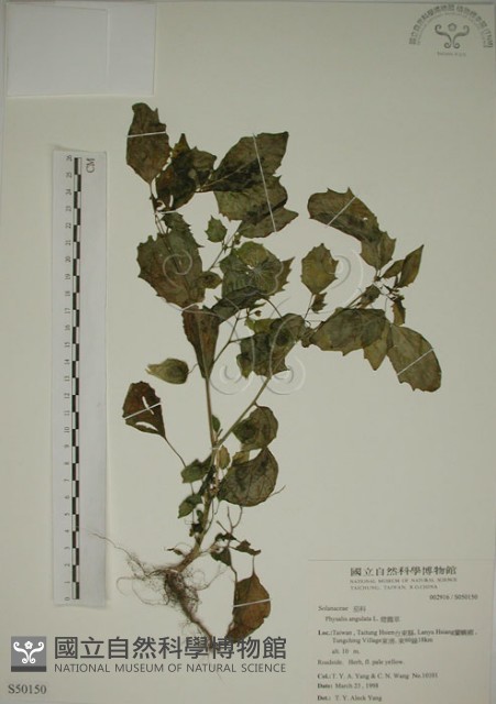 燈籠草藏品圖，第1張