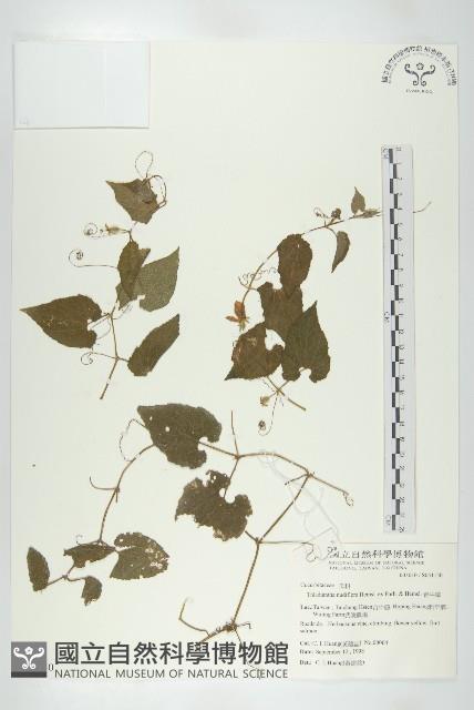 青牛膽藏品圖，第1張