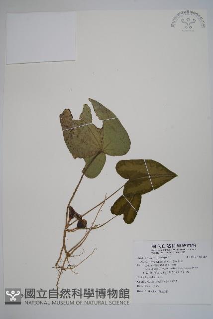 下花細辛藏品圖，第1張