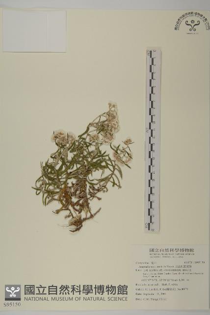 玉山抱莖籟簫藏品圖，第1張