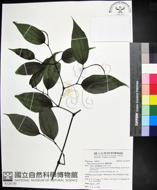 蘭嶼風藤藏品圖，第1張