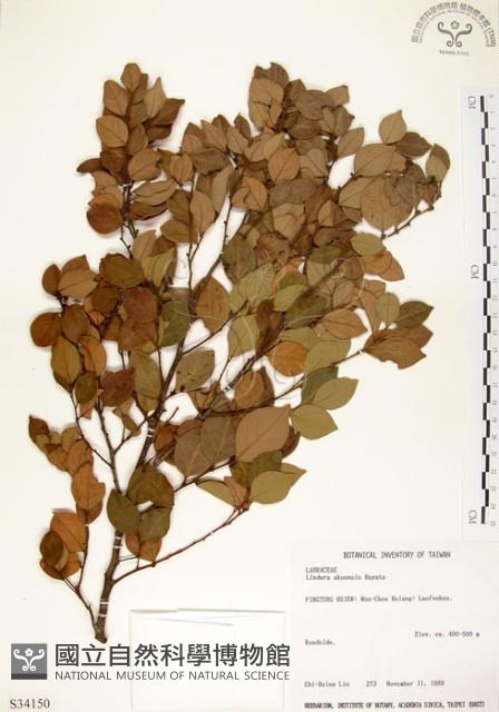 Ako Spicebush, Ako Lindera Collection Image