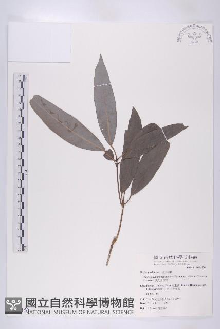 俄氏虎皮楠藏品圖，第1張