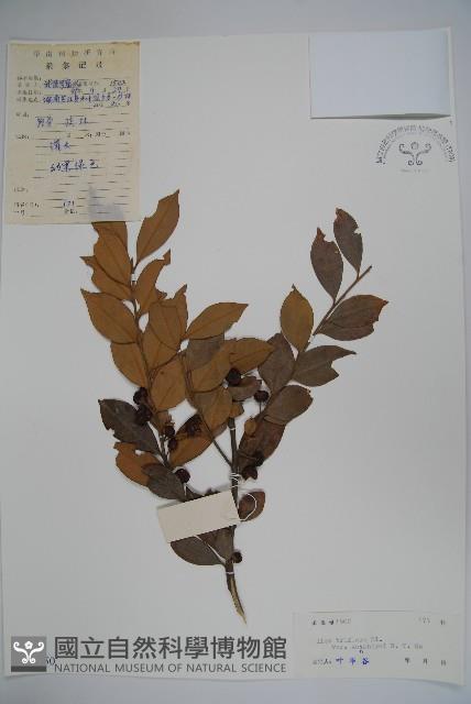 金平氏冬青藏品圖，第1張