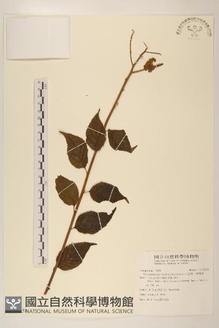 小舌菊、蔓綿菜藏品圖，第1張