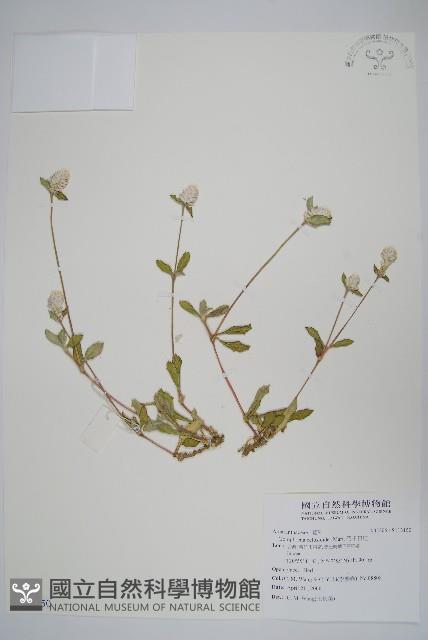 假千日紅藏品圖，第1張