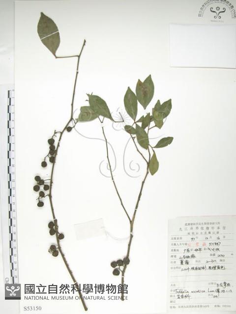 飛龍掌血藏品圖，第1張