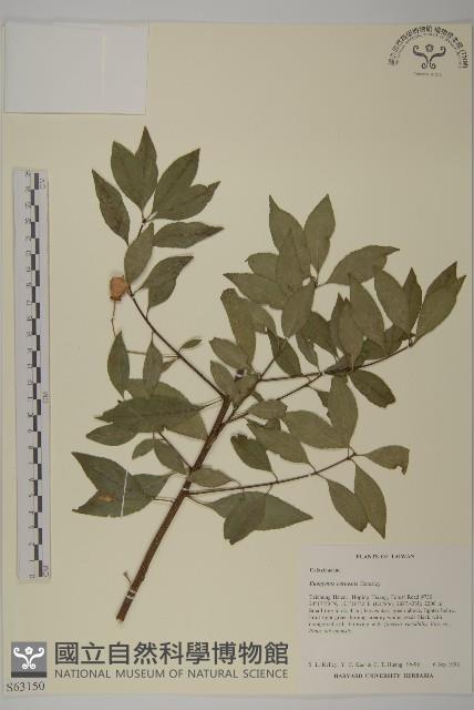 厚葉衛矛, 源一木藏品圖，第1張