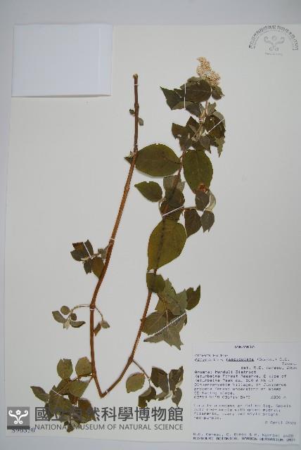 登錄號:S096350藏品圖，第1張