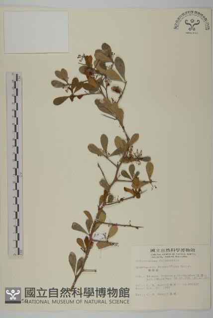 刺裸實、變葉裸實藏品圖，第1張