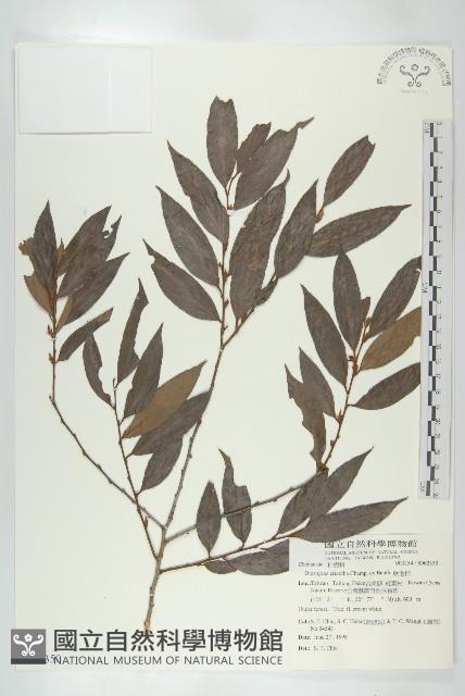 軟毛柿藏品圖，第1張