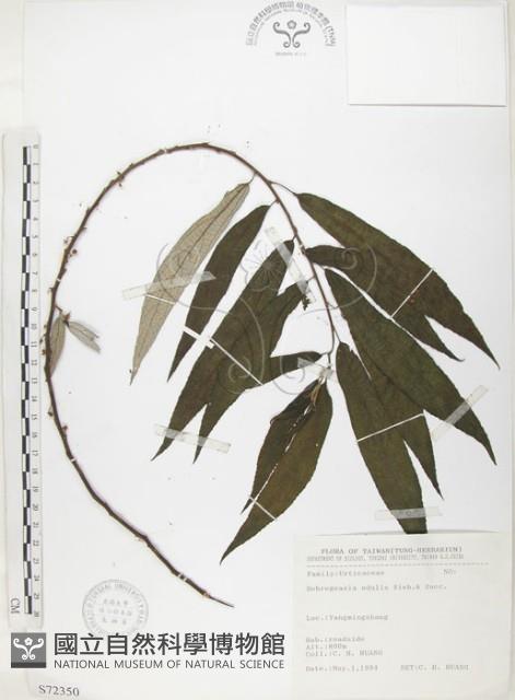 水麻藏品圖，第1張