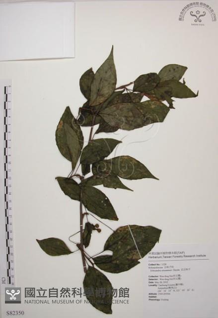 阿里山五味子藏品圖，第1張