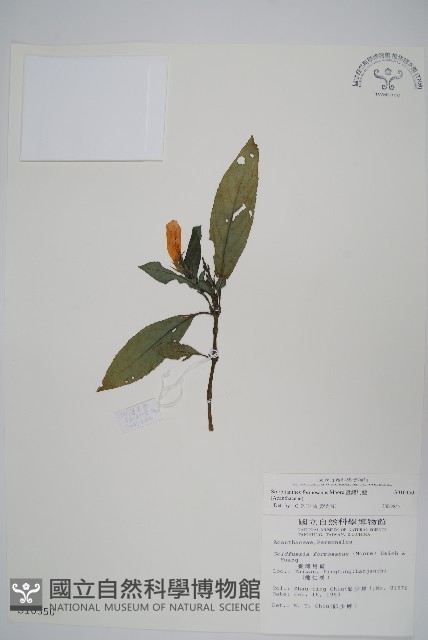 長穗馬藍藏品圖，第1張
