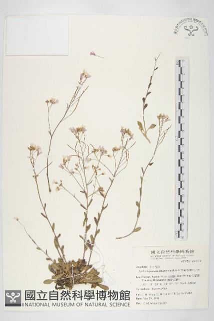 臺灣筷子芥藏品圖，第1張