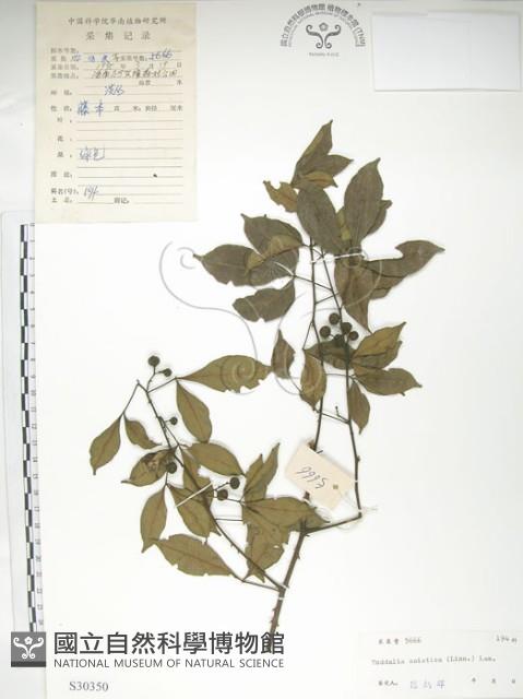 飛龍掌血藏品圖，第1張