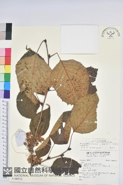 領春木藏品圖，第1張