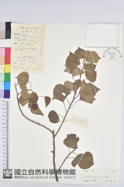 烏臼藏品圖，第1張