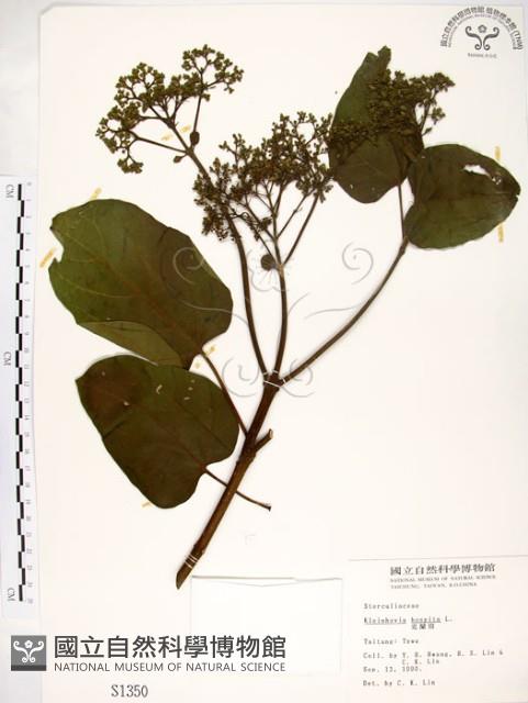 克蘭樹藏品圖，第1張