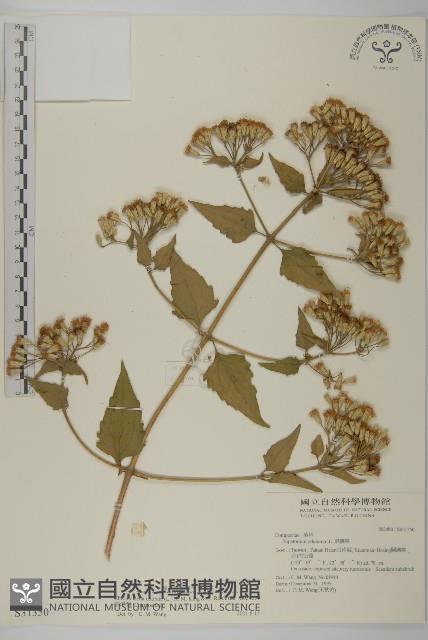 香澤蘭、飛機草藏品圖，第1張