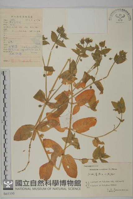 牛繁縷藏品圖，第1張