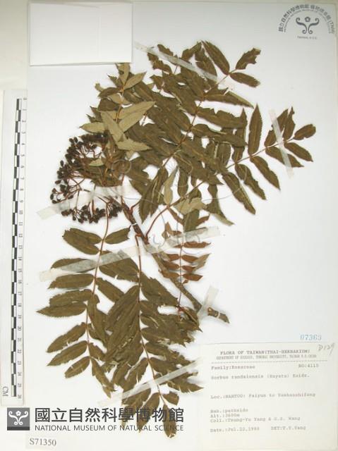 巒大花楸藏品圖，第1張