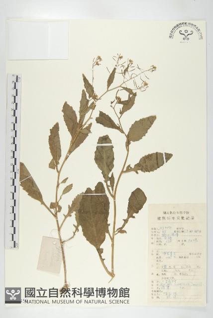 無瓣蔊菜藏品圖，第1張