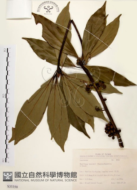 五掌楠藏品圖，第1張