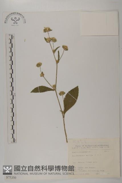 地膽草、毛蓮菜藏品圖，第1張