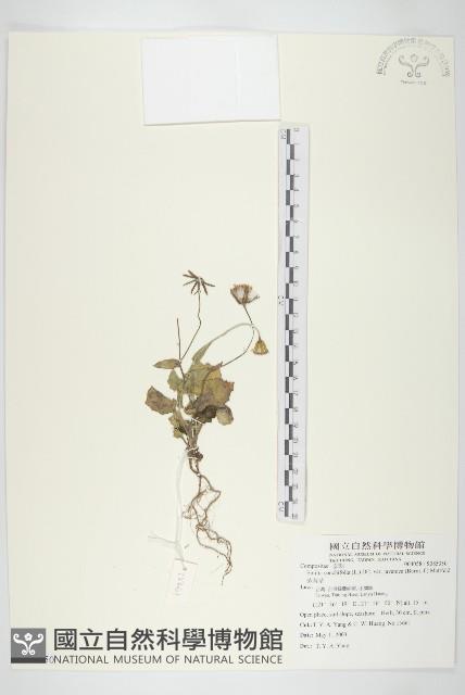 紫背草藏品圖，第1張