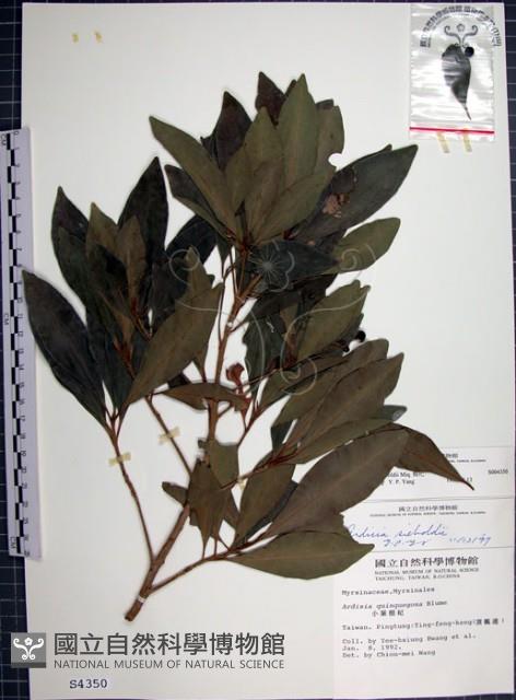 樹杞藏品圖，第1張