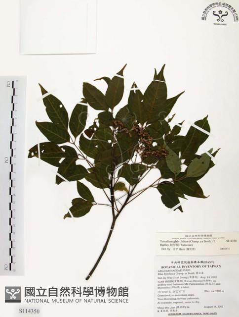 賊仔樹藏品圖，第1張