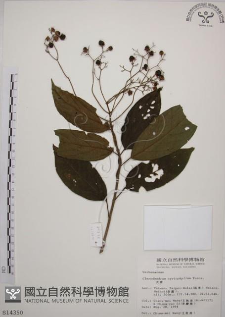 大青藏品圖，第1張