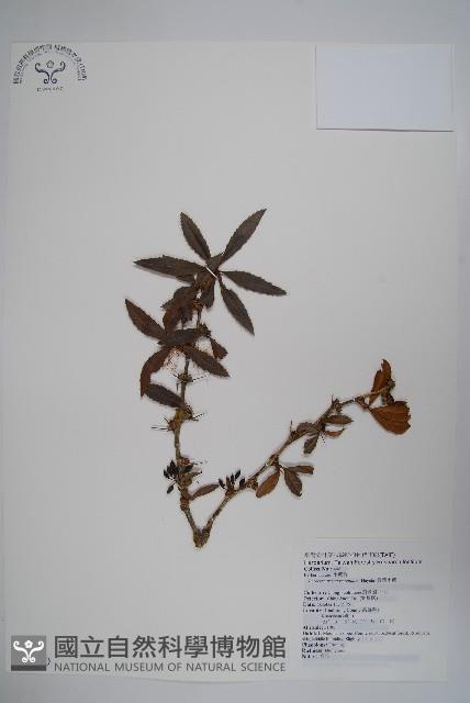 臺灣小蘗藏品圖，第1張