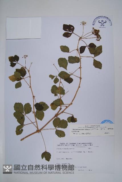 三葉五加藏品圖，第1張