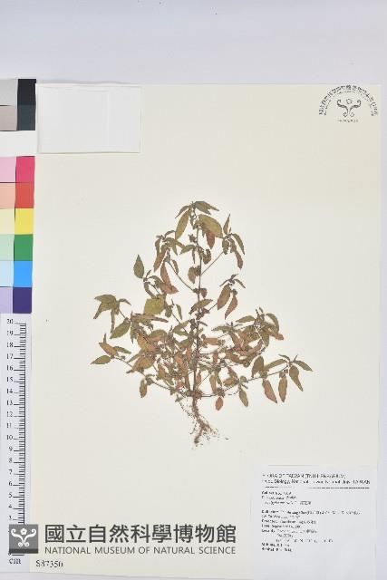 鐵莧菜藏品圖，第1張